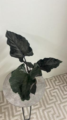 ‏Alocasia antoro velvet-ألوكاسيا انتورو المخملية