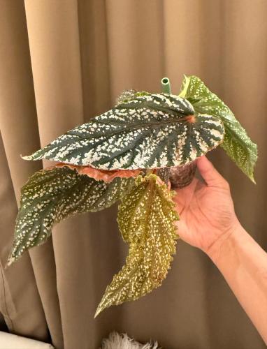 Begonia Maculata Pink Spot - بيجونيا ماكولاتا بينك...