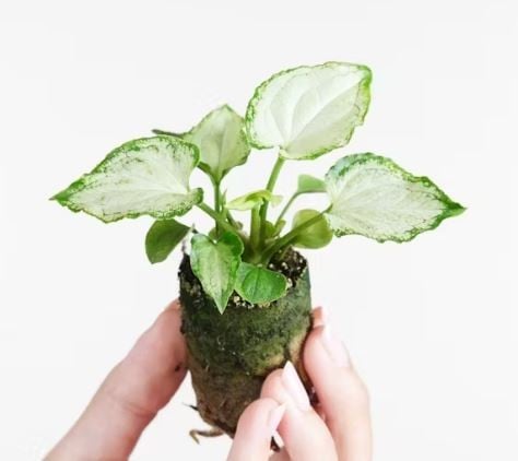 Syngonium Mouse Ears - سينجونيوم أذن الفأر