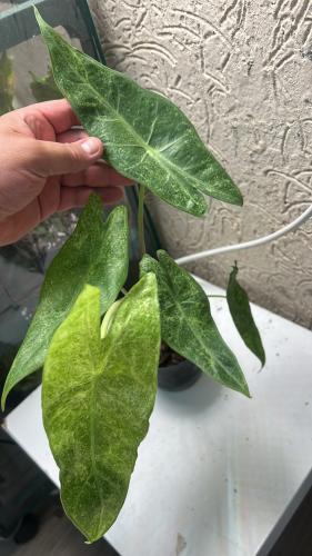 Alocasia Longiloba Mint - ألوكاسيا لونجيلوبا مينت