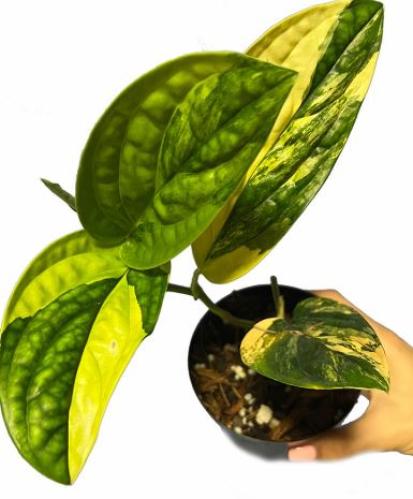 Monstera Peru Variegated -مونستيرا بيرو فرقيتد