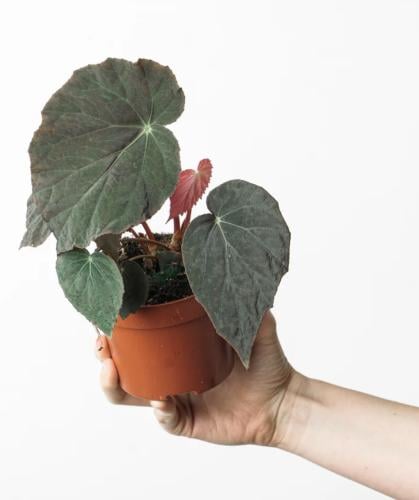 Begonia pavonina – بيغونيا بافونينا (بيغونيا الطاووس)
