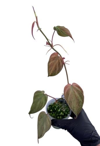 Philodendron Micans Mint– فيلوديندرون ميكانز مينت