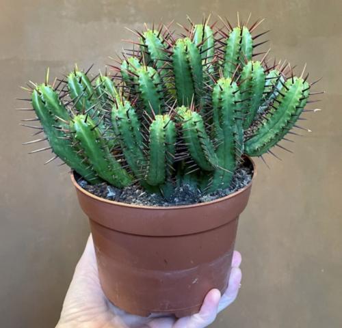Euphorbia enopla – يوفوربيا إينوبلا