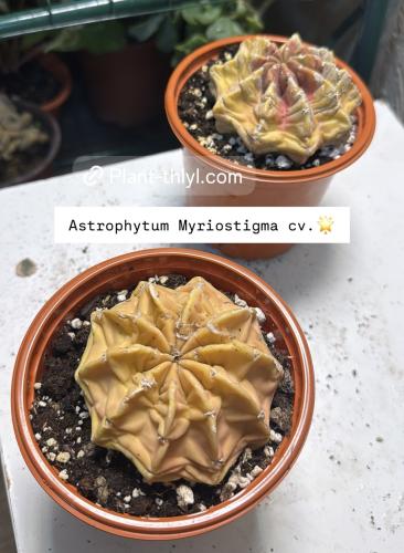 Astrophytum Myriostigma cv.