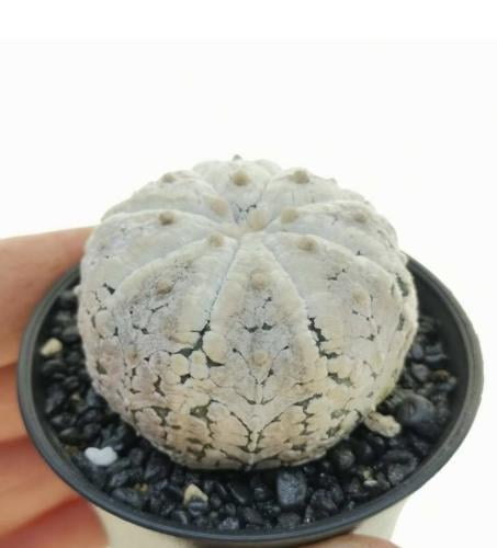 Astrophytum asterias hybrid (Superkabuto Snow Type)