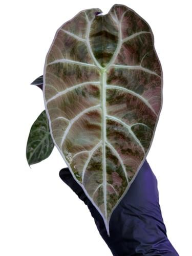 Alocasia Watsoniana Doff Pink Variegated - ألوكاسيا واتسونيانا دوف بينك فارقيتد
