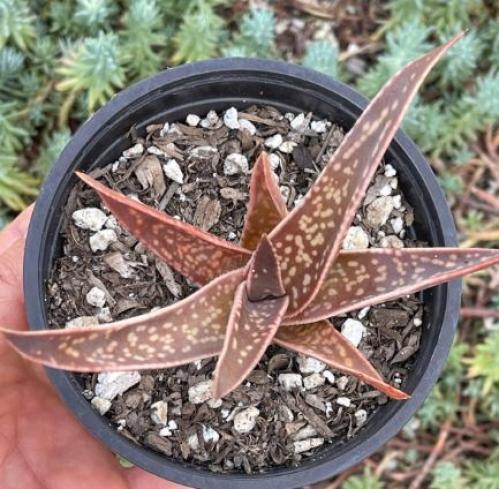 Gasteraloe Emmy– غاسترالوي إيمي