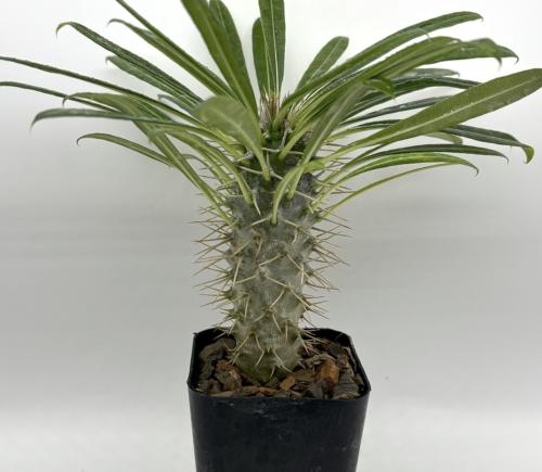 Pachypodium lamerei – باكيبوديوم لاميري (نخلة ماداغاسكار)