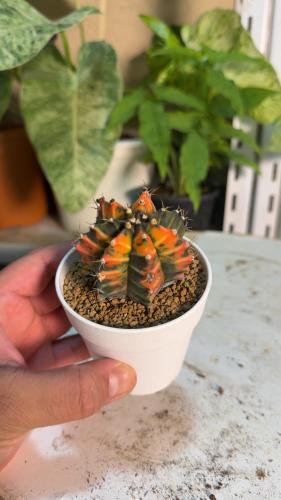 Gymnocalycium Mihanovichii Variegated