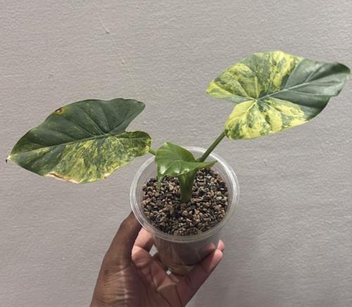 فقط هذه متىفرة