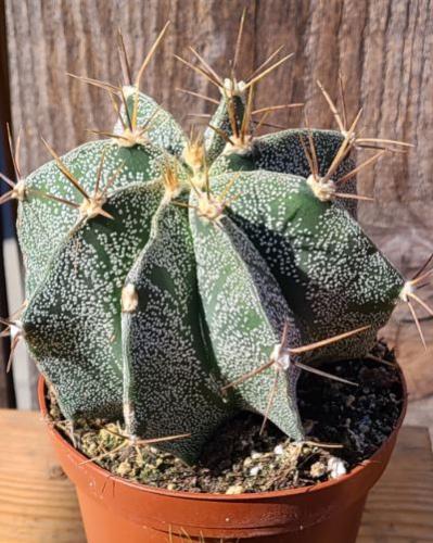 Astrophytum ornatum – أستروفايتوم أورناتوم