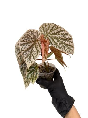بيقونيا سنو كابد فرقيتد – Begonia Snow Capped Variegated