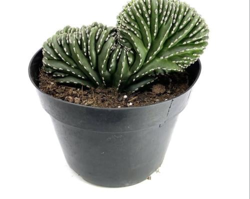 Mexican fence post crested