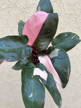 Philodendron Pink Princess - نبتة الأميرة الوردية