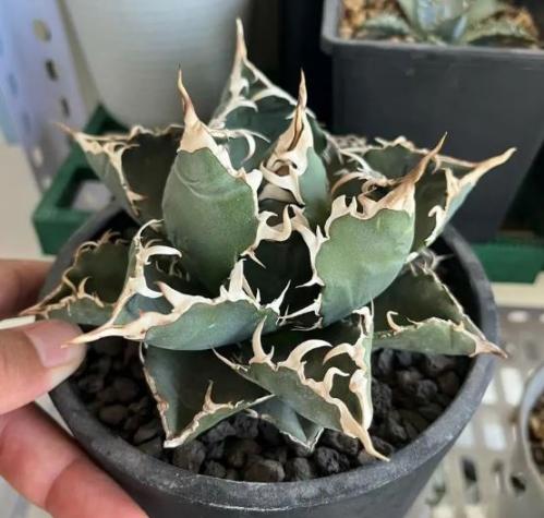 أغاف تيتانوتا - Agave titanota