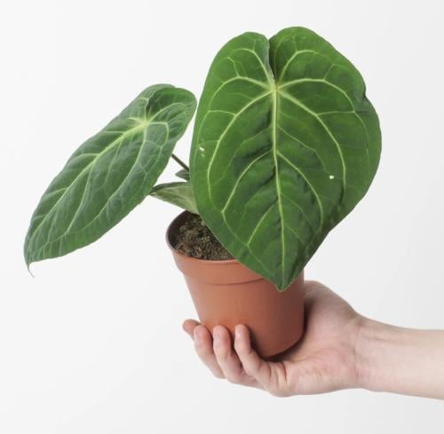 Anthurium magnificum - أنثوريوم ماجنيفيكوم