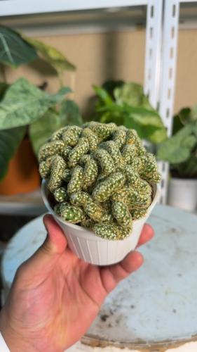 Mammillaria elongata Cristata