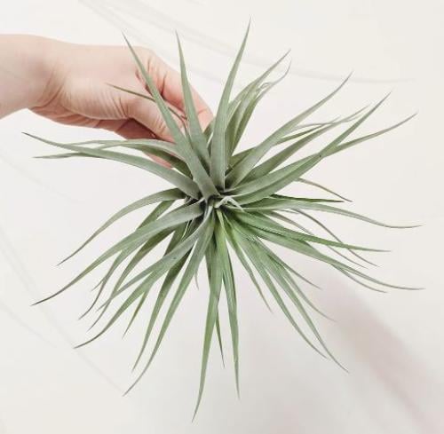 Tillandsia houston – تيلاندسيا هيوستن (Air Plant)
