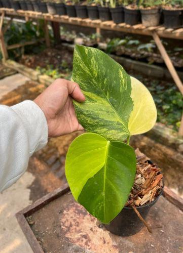 Monstera Deliciosa Aurea Variegated - مونستيرا ديل...