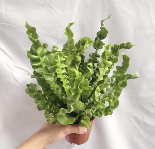 Asplenium nidus ‘Crispy Wave’ – كريسبي ويف