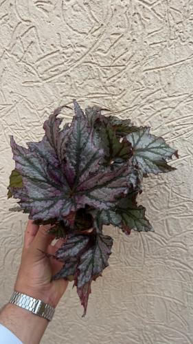 ‏Begonia space star maian - بيجونيا نجمة الفضاء مايا