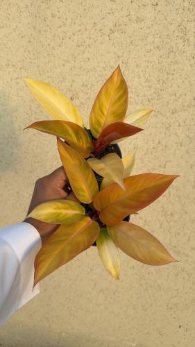 Philodendron Orange Princess - نبتة الأميرة البرتقالية