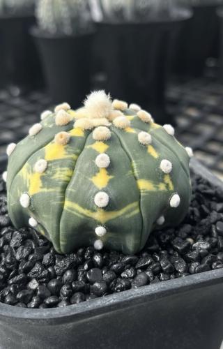 Astrophytum asterias f. variegata