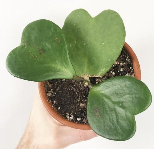 هويا كيري -  Hoya kerrii