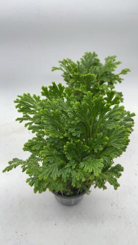 ‏فيرن سيلاجينيلا كراوسيانا - ‏Fern Selaginella Kraussiana