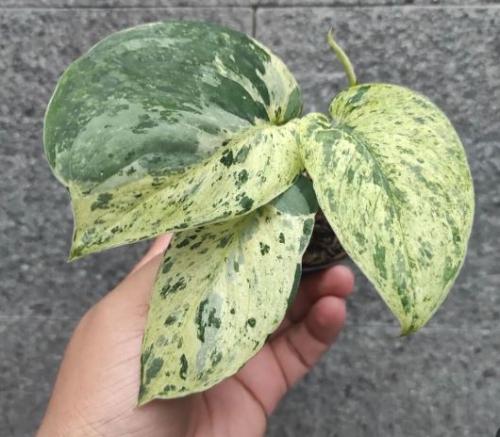 سكندابسوس جيد ساتن ماربل كوين – Scindapsus Jade Satin Marble Queen