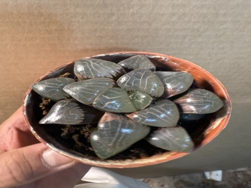 Haworthia comptoniana – هاوورثيا كومبتونيانا