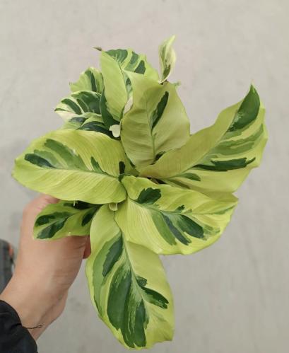 Calathea Fusion Yellow – كالاتيا فيوجن يلو
