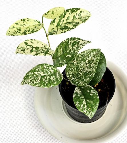 Ficus sp. variegated