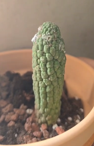 Trichocaulon cactiforme  – تريكوكاولون كاكتيفورم