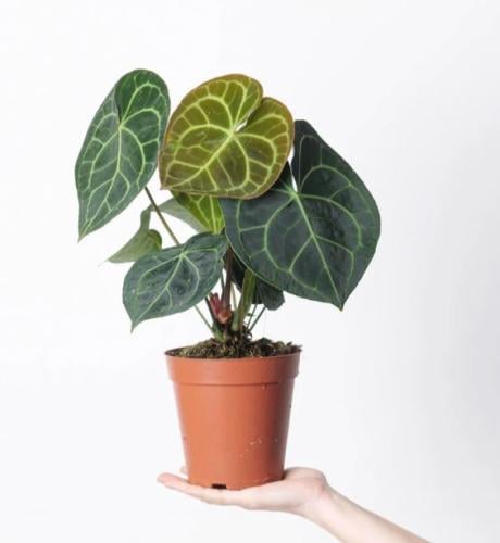 Anthurium Clarinervium - أنثوريوم كلارينفيوم