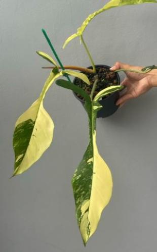 فيلوديندرون جويبي فرقيتد - Philodendron joepii variegated