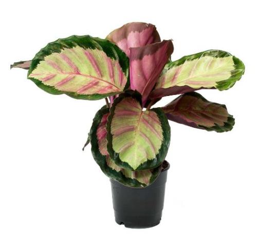 Calathea Roseobicta Rosey - كلاثيا روزيوبكتا روزي