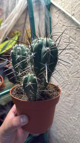 Stetsonia coryne – صبار ستيتسونيا كوراين