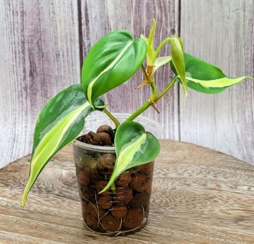 Philodendron Rio - فيلوديندرون ريو