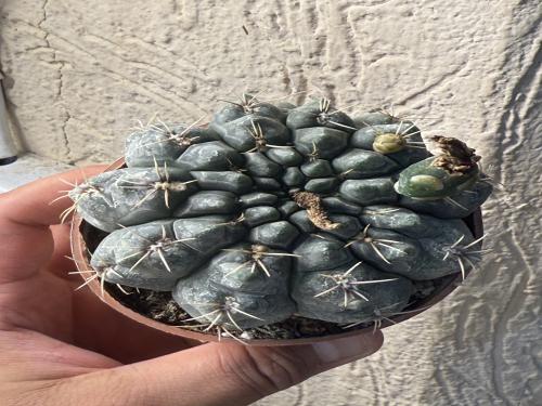 Gymnocalycium amerhauseri – جمنوكاليشيوم أمرهاوزري