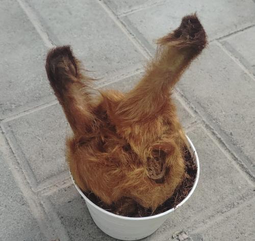 Golden Chicken Fern – Cibotium barometz – سرخس الدجاجة الذهبية