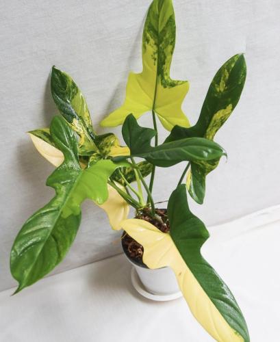 Philodendron Violin Variegated - فيلوديندرون الكمان الذهبي فرقيتد