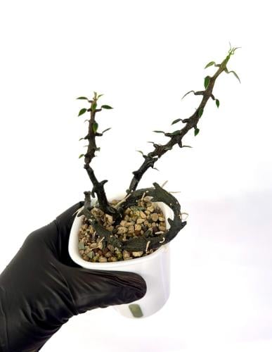 Ceropegia bosseri — سيروبيجيا بوسيري