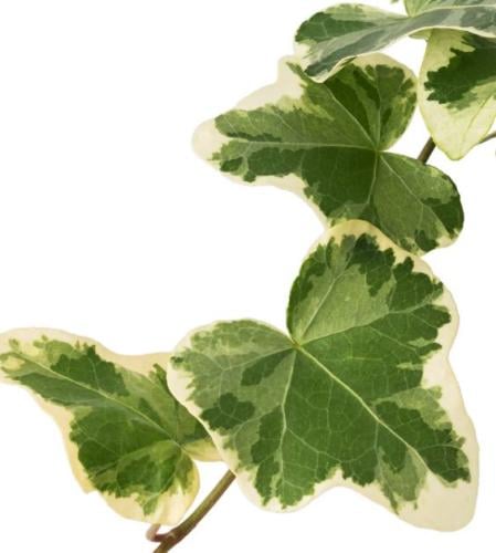 Hedera Helix Hhite Wonder - هيديرا هيليكس هيت ووندر