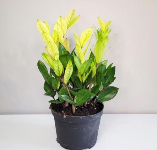 Zamioculcas Zamiifolia Variegata -  زاميا زاميفوليا فرقيتد