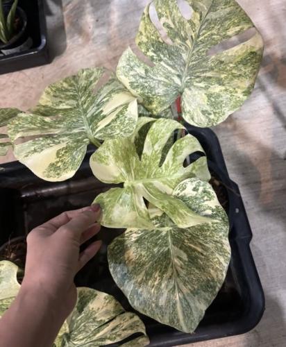 Monstera Deliciosa Legacy Variegated - مونستيرا دليسوزا ليقاسي فرقيتد