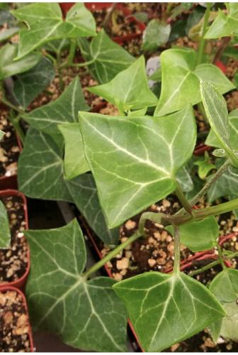 Senecio Macroglossus - سينيسيو ماكروغلوسوس