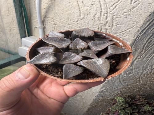 Haworthia badia ‘Hinotori’ – هاوورثيا باديا “هينوتوري”