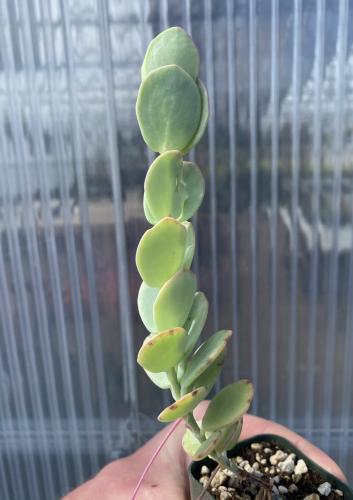 Kalanchoe marnieriana – كالانشو مارنيريان